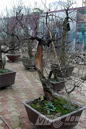 Những gốc đào lũa thế này rất hút khách