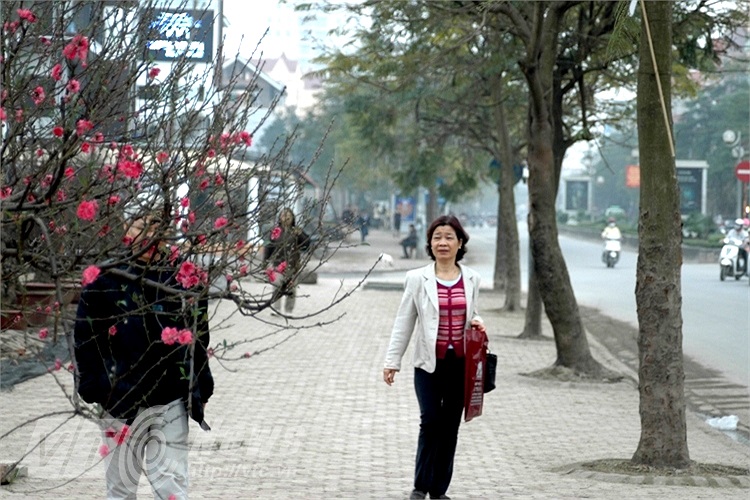 Đào khoe sắc trên phố