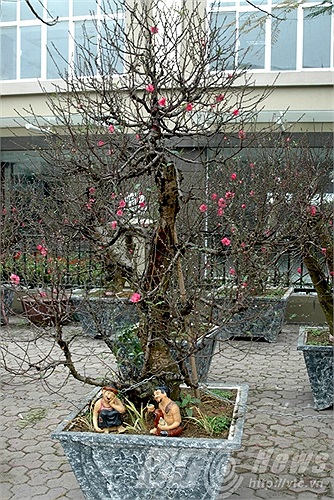 Một số gốc đào có giá từ 10 triệu trở lên