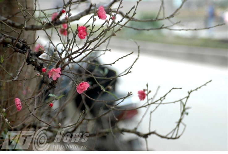 Đào nở tự nhiên sẽ đẹp hơn đào nở bằng các phương pháp kích thích