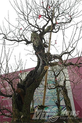 với sự chăm sóc tỉ mỉ của người dân, những gốc đào rừng có giá hàng chục triệu đồng