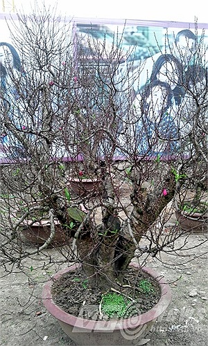 Rất nhiều cây đào đẹp trên đường Lạc Long Quân