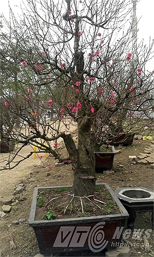 Giá thuê một cây đào sẽ bằng 70% giá bán. Ảnh MINH CHIÉN