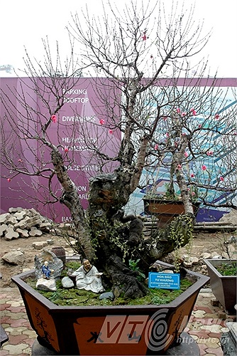 Cây đào tuyệt đẹp của vườn đào Tư Khương