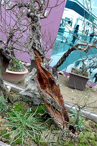 Đào lũa - thân mục rỗng theo thời gian