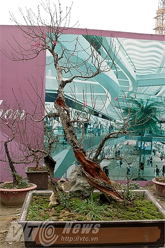 Vườn đào Tư Khương có nhiều đào lũa nhất khu Nhật Tân