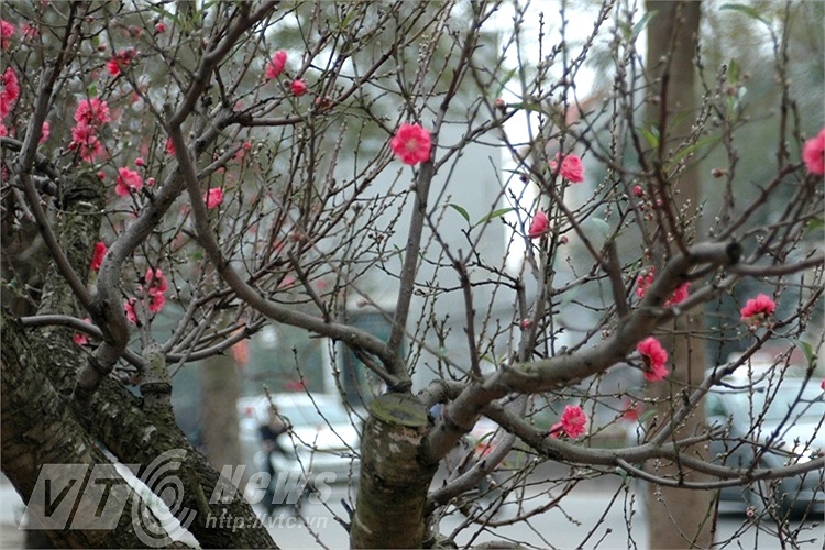 Những bông hoa đào tuyệt đẹp khoe sắc trên phố