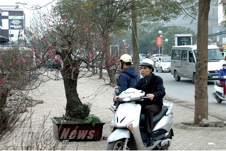 Khách hàng chọn đào