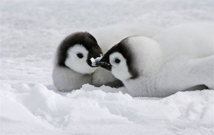 Thậm chí những chú chim cánh cụt con cũng 'hôn nhau' trong ngày lễ tình nhân