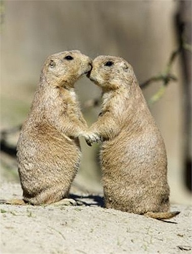 'Nụ hôn' đặc biệt của những cặp tình nhân rất đặc biệt