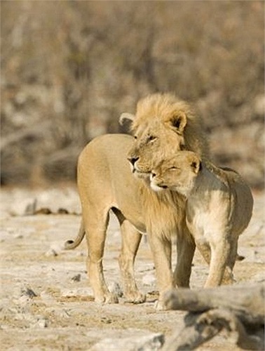 Sư tử cái cọ đầu vào sư tử đực một cách rất âu yếm
