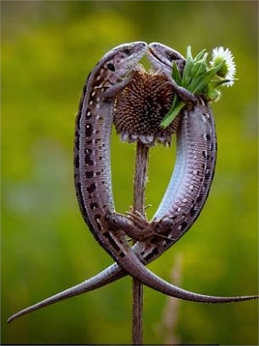 Cặp thằn lằn quấn quít nhau trên một bông hoa