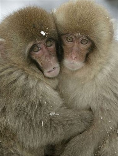 Hai chú khỉ ở Nhật Bản ôm nhau sưởi ấm trong ngày tuyết rơi