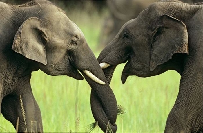 Màn bày tỏ tình cảm rất dễ thương của 2 chú voi