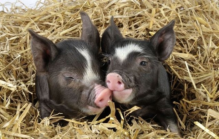 Những chú lợn cũng dễ thương không kém