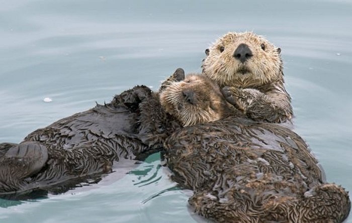 Rái cá đực cho bạn gái tựa đầu vào ngực để ngủ