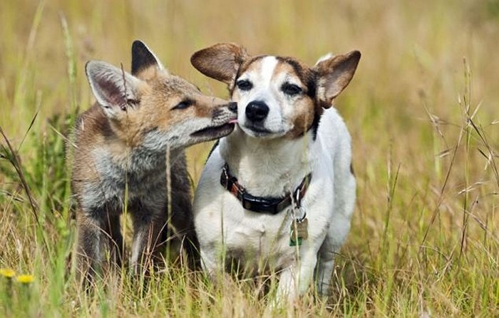 Chó nhà được cáo 'thơm' vào má