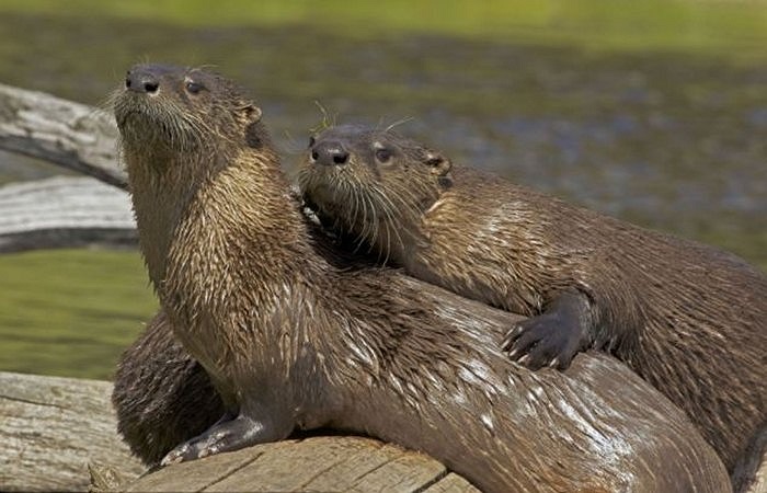 Những chúc rái cá sông nằm cạnh nhau trên những khúc cây trôi nổi