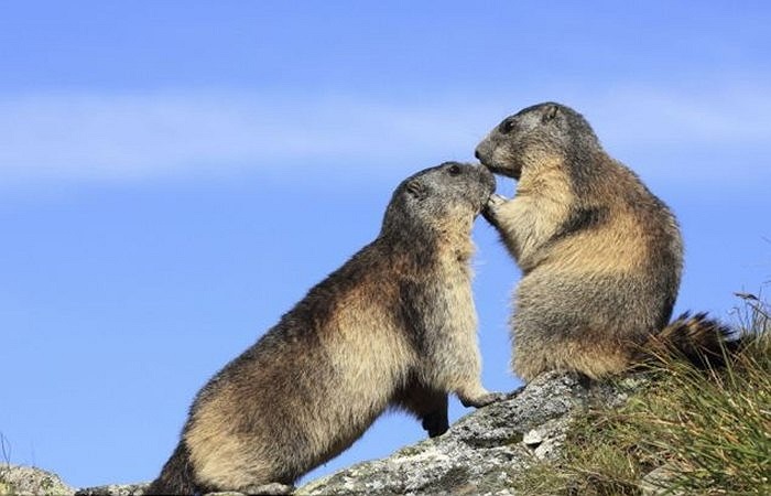 Cảnh tượng lãng mạn của động vật