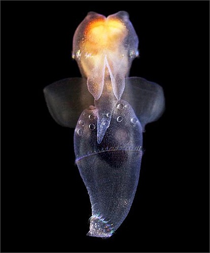 Clione Limacina là loài sên biển có hình thù đặc biệt được ví như thiên thần của biển cả