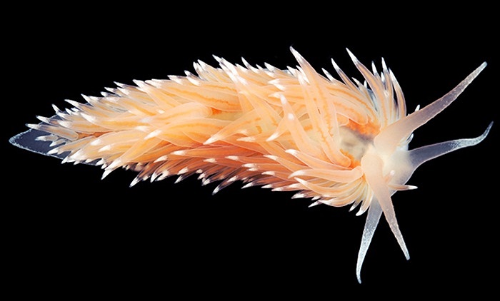 Coryphella nobilis là loài vật hiếm thấy sống sâu dưới đáy biển