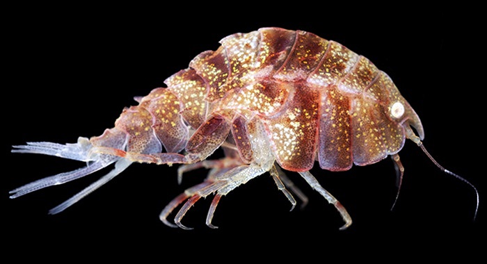 Pleustes panopla là loài giáp xác có thân hình lấp lánh 