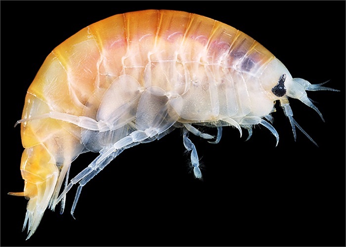 Anonyx nugax - một loại bọ chét không lồ 