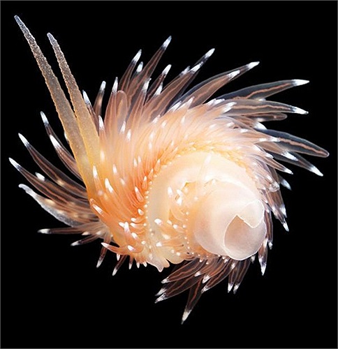 Coryphella polaris là loại sên biển thân mềm