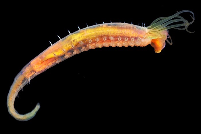 Ampharete là một loại sâu nhiều tơ