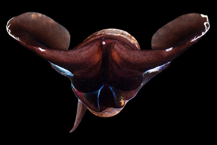 Một loại bướm biển có tên khoa học là Limacina Helicina