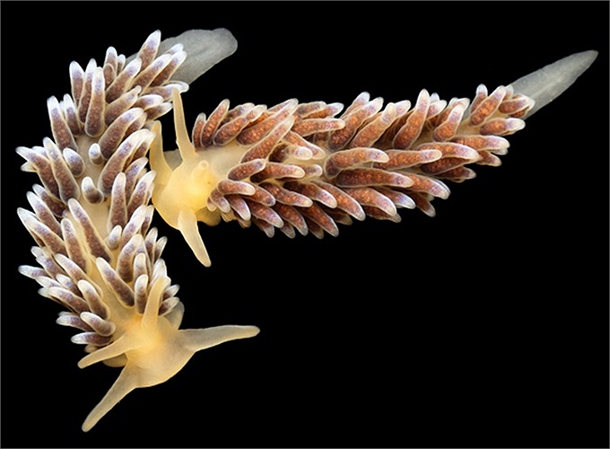 Precuthona là loài ốc sên biển, chúng là động vật thuộc nhóm mang trần, có xúc tu rất dài ở đầu để bảo vệ nó khỏi sự tấn công