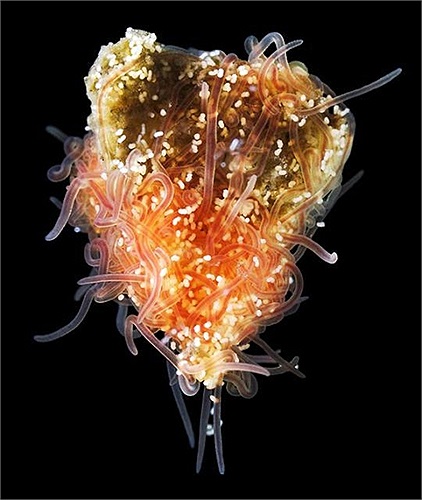 Cirratulus cirratus là một loài sâu lông cứng sống dưới đáy biển