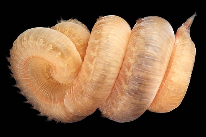 lycera Capitata là một loài giun nhiều tơ