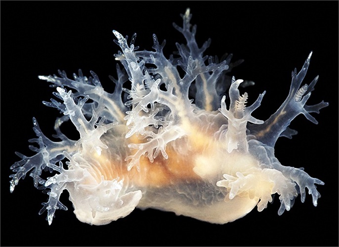 Một loại xúc tu biển có tên khoa học là Dendronotus dalii có hình dáng trong suốt