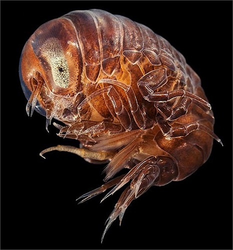 Hyperia galba là loài vật giáp xác ký sinh, nó có hình dạng giống con bọ chét và thức ăn chủ yếu là con sứa