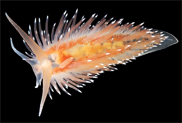 Sinh vật biển có hình thù kỳ quái Coryphella Polaris