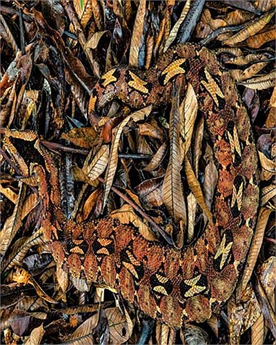 Rắn viper tê giác ở Cameroon với nọc độc cực mạnh có thể giết con mồi một cách nhanh chóng. Nhưng chất kịch độc của nó cũng có thể sử dụng làm thuốc chống cao huyết áp, chữa bệnh tim và cầm máu trong quá trình phẫu thuật ở người.