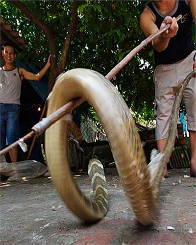 Chủ một trang trại ở làng Lệ Mật đang nâng con rắn hổ mang chúa của mình tại vườn nuôi sau nhà.