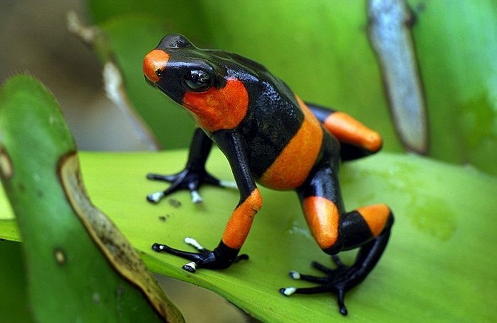 Ếch độc màu loang đỏ đen ở Cauca, Colombia
