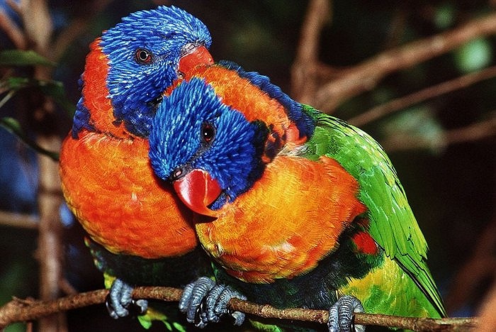 Loài két cổ đỏ