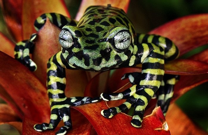 Ếch hổ đặc biệt của Colombia