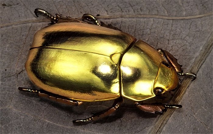 Con bọ cánh cứng màu vàng bóng rất bắt mắt