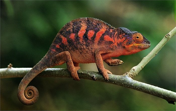 Tắc kè hoa sặc sỡ đến từ Madagascar