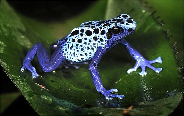 Loài ếch độc màu xanh lam trong rừng rậm Surinam