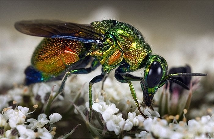 Ong bắp cày sặc sỡ của Italia