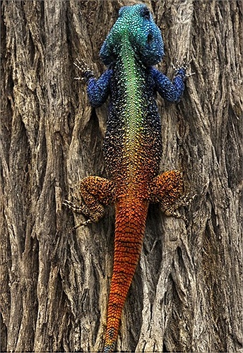 Thằn lằn đổi màu theo từng khúc