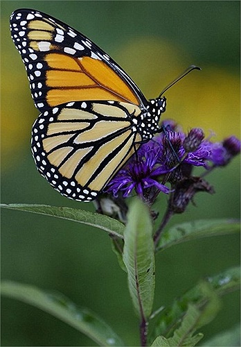 Bướm Monarch