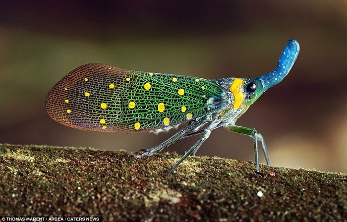 Bọ lồng đèn đẹp mắt ở Borneo, Malaysia