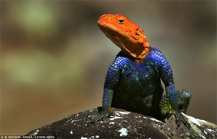 Thằn lằn đá ở Namibian