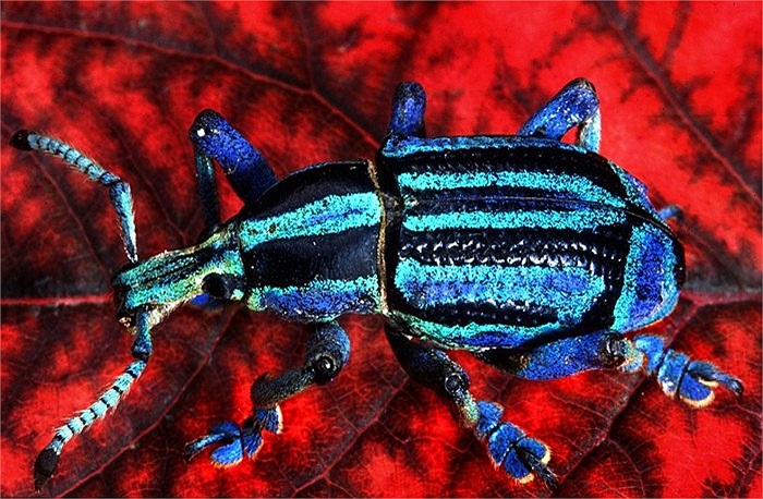 Con mọt có bộ cánh sặc sỡ để dọa những kẻ săn mồi